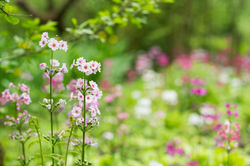 Primulas 2024 (18) 1