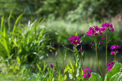 Primulas 2024 (4)