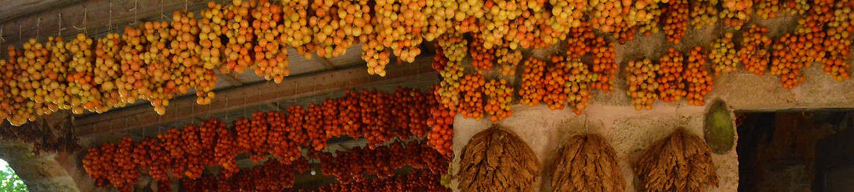 Puglia Tour masseria.jpg