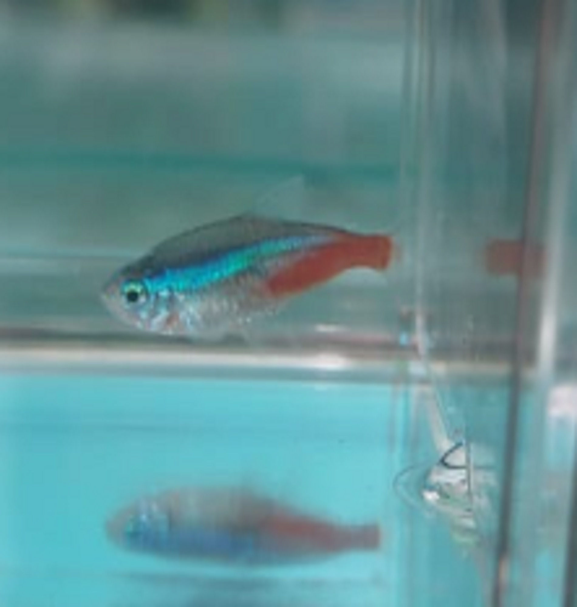 Neon Tetra