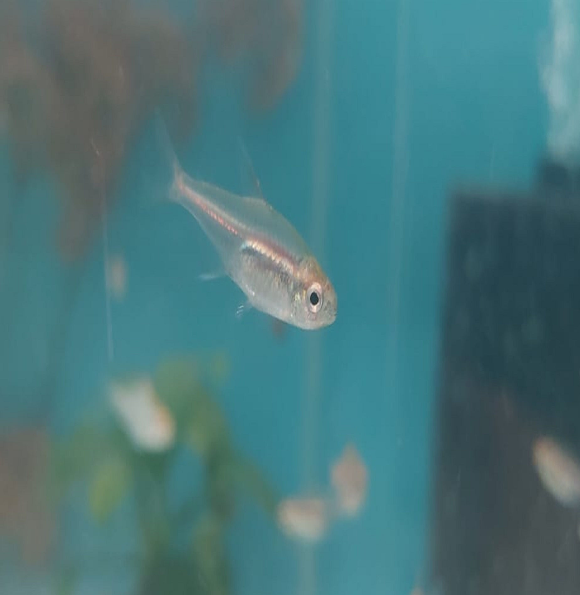 Glow Light Tetra