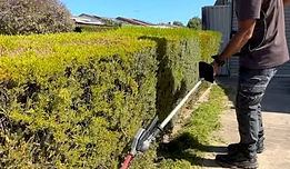 finneys tree service hedge trimming 2 .jpg