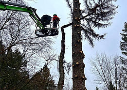 our-tree-trimming-service.jpg