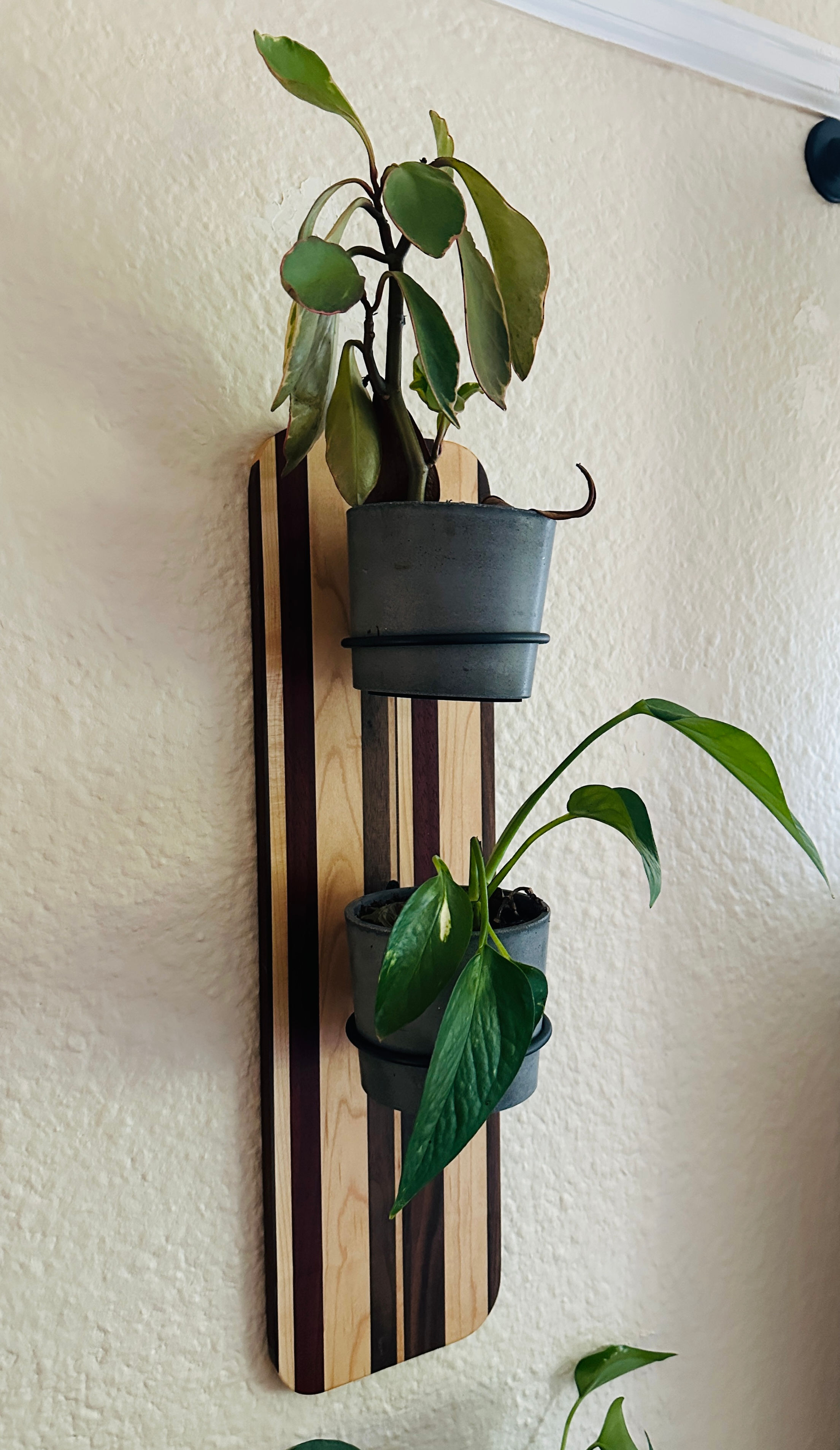 A.J. Darrow Clauson Wall Mount Plant Rings