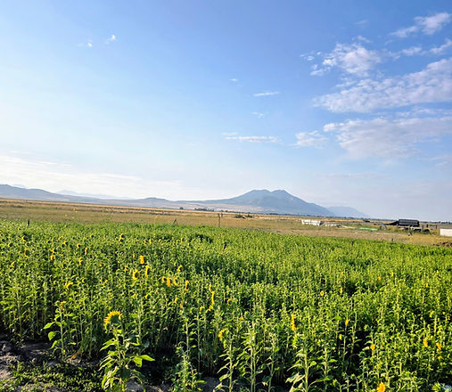 Sunflower patch in the garden of Irey Acres Farm