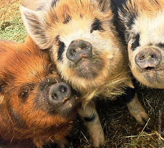 image000000 (5)_edited.jpg