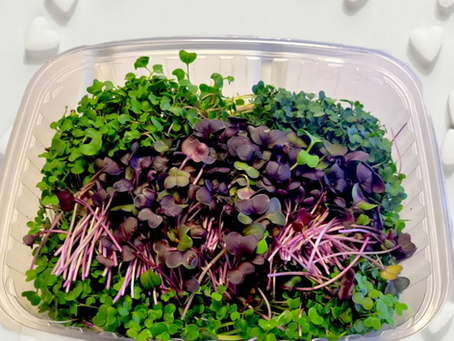 The Incredible Nutrition of Broccoli Microgreens
