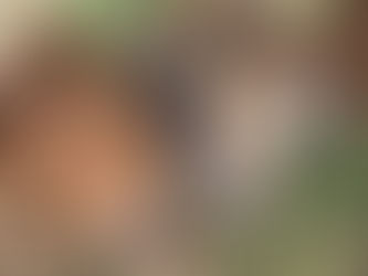 Our Kun Kun Pigs Sleeping together