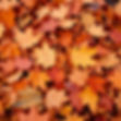 A close up of a pile of fall leaves.jpg