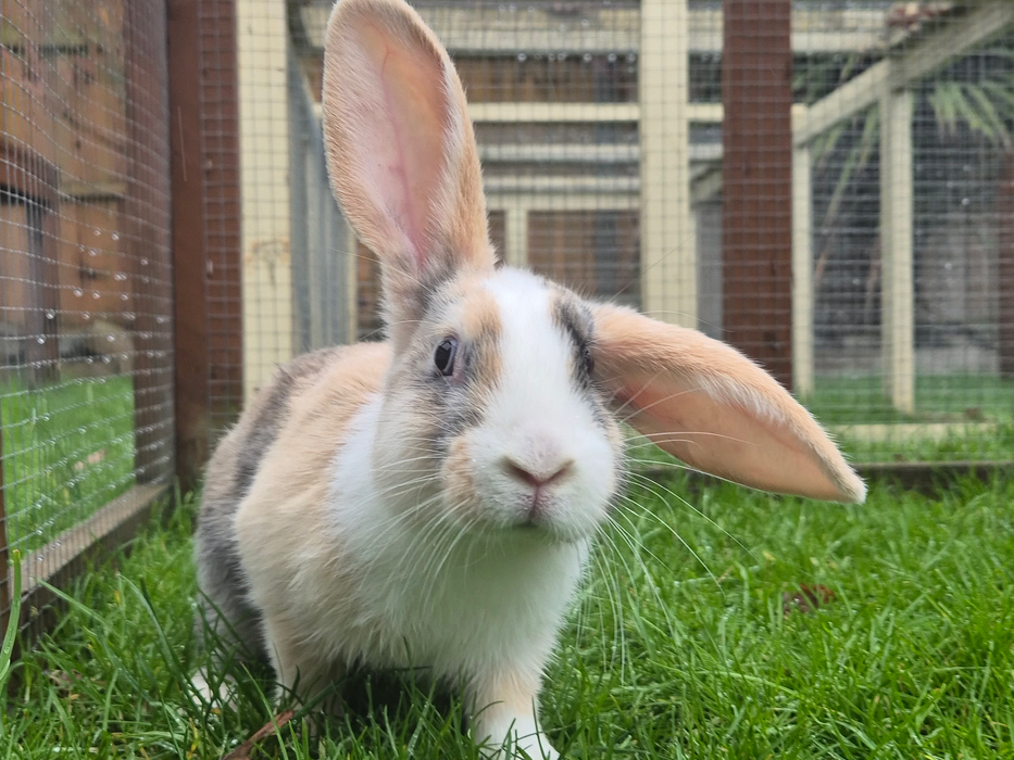 Hug A Bunny Hotel