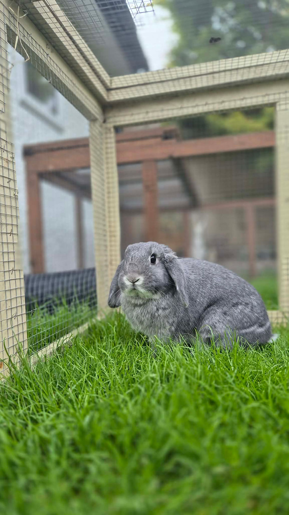Benji Grey