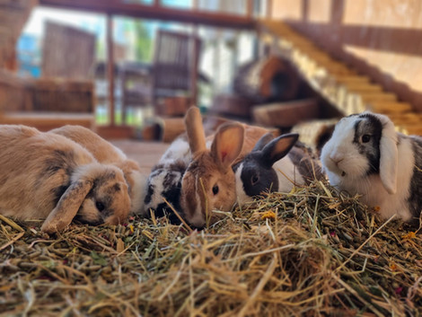 Hug A Bunny Hotel Camberley you'll find a friendly and fun place to leave your rabbit, Guinea pig or small pet whilst you go on holiday. 