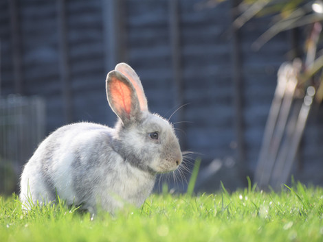 Hug A Bunny Hotel Camberley you'll find a friendly and fun place to leave your rabbit, Guinea pig or small pet whilst you go on holiday. 