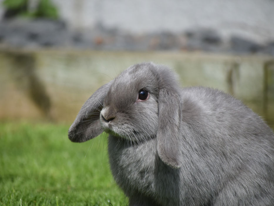 Hug A Bunny Hotel Camberley