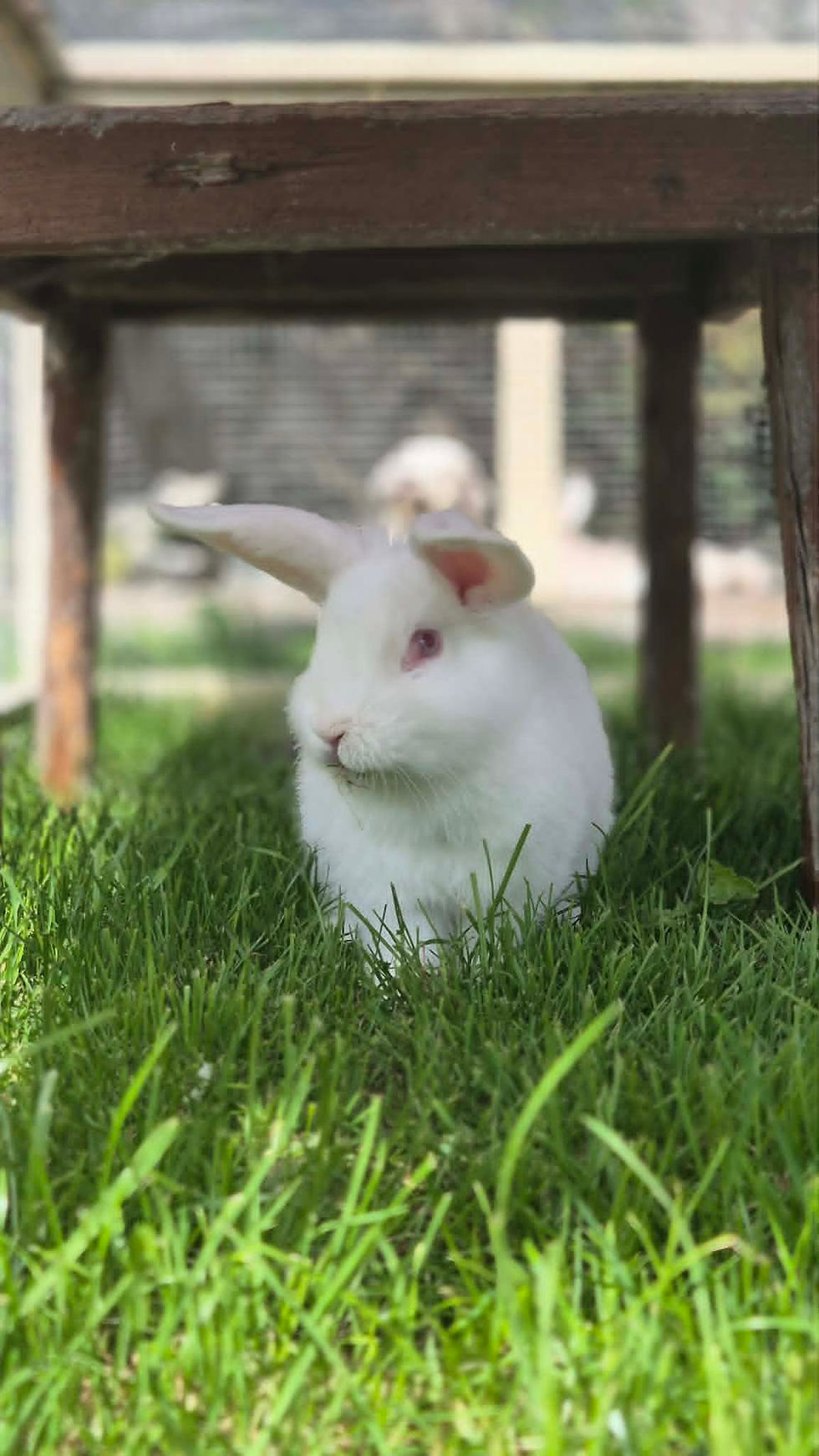 Hamish