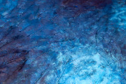 CIEL