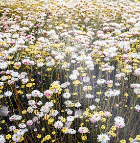 Wild Flowers_edited.jpg