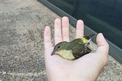 Yellow-rumped Flycatcher