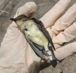 Yellow-rumped Flycatcher