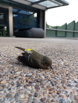Yellow-rumped Flycatcher