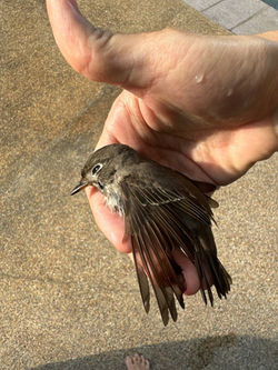 Asian Brown Flycatcher
