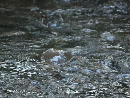 Platypus - Kermandie River Tasmania