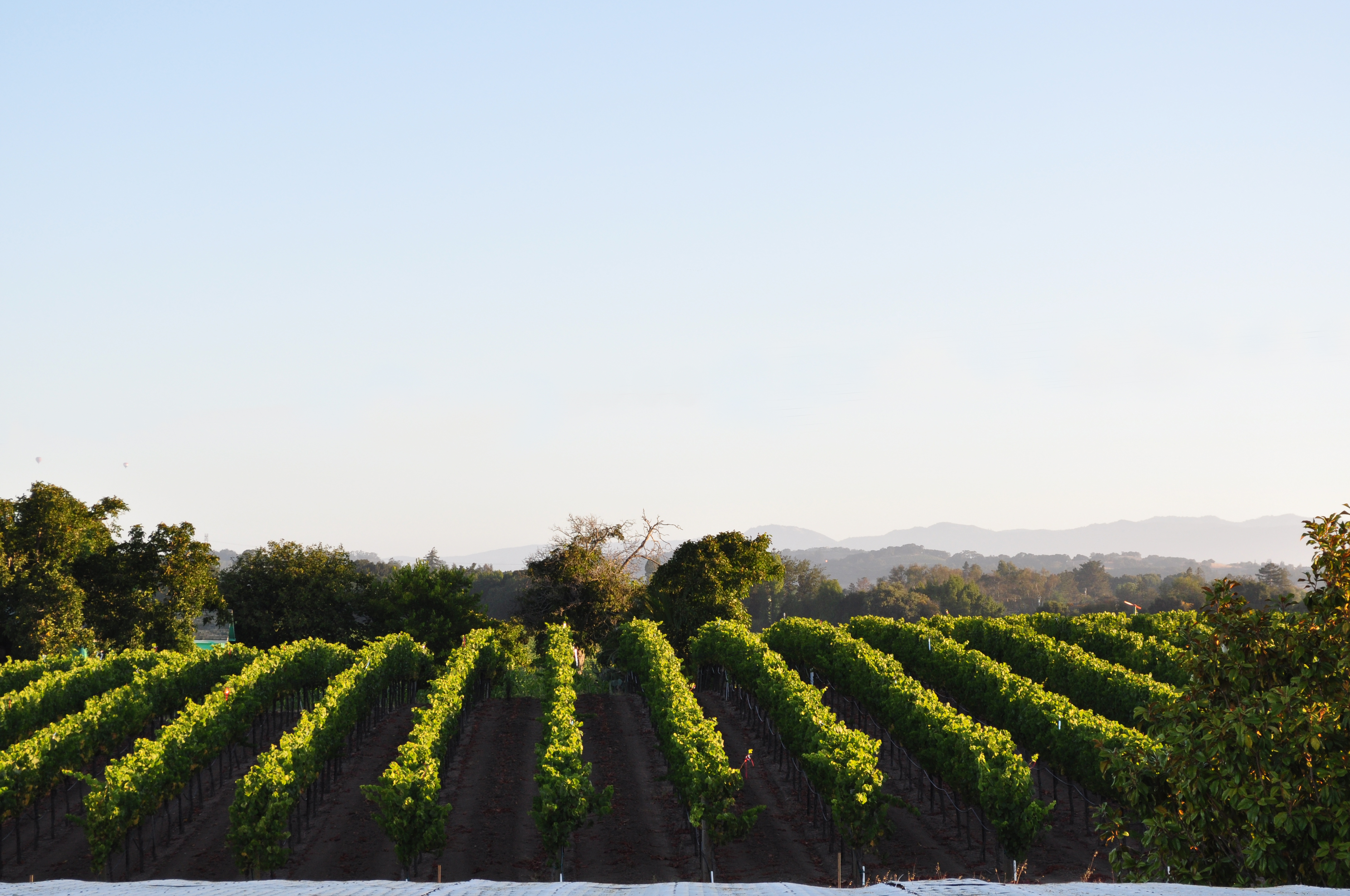 Sparkling Wine Napa Sjoeblom Winery