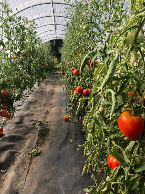 Tomatoes growing on a vine in the greenhouse. 