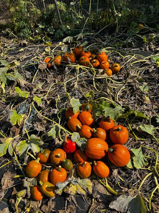 pumpkins on the vine photographed from above