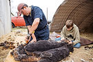 MLL_sheepshear_2025_200dpi_tf-17.jpg
