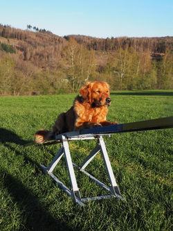 Lieven 2022-04 Wippe