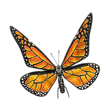 Butterfly (6).png