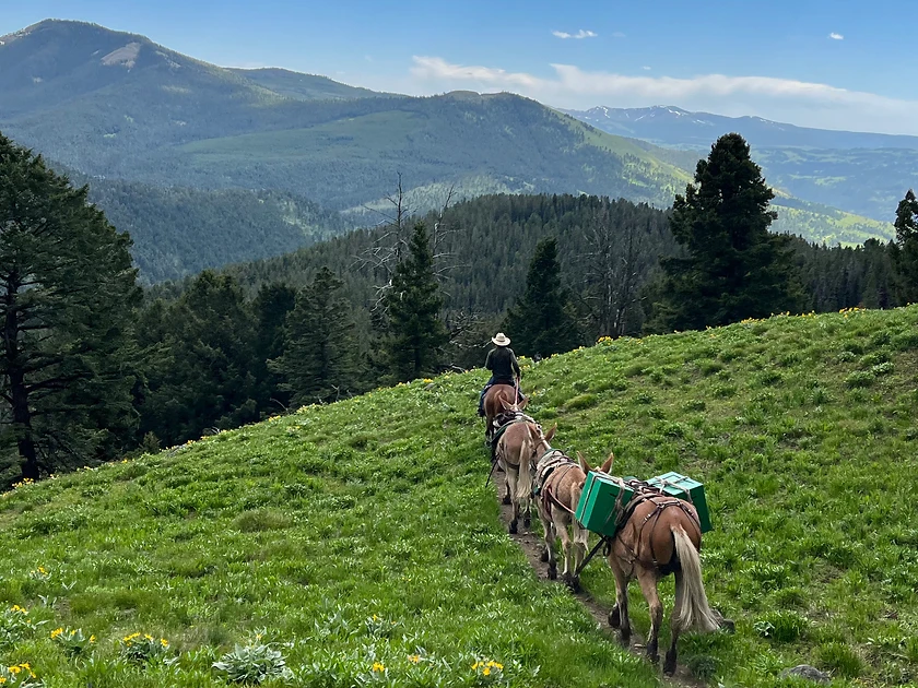 Horse Pack Trip: Absaroka Beartooth Wilderness