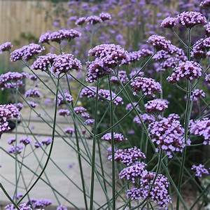 Verbena Bonariensis