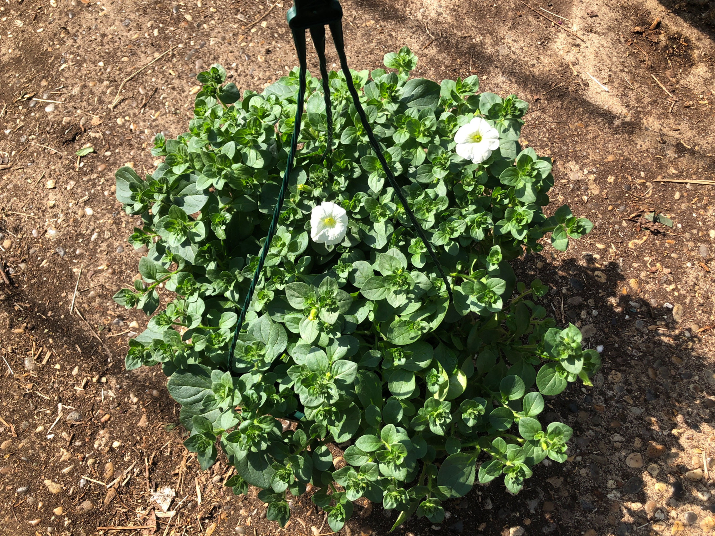 Trailing Petunia White Hanging Baskets