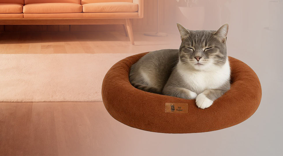 pub coussin pour chat 2.jpg