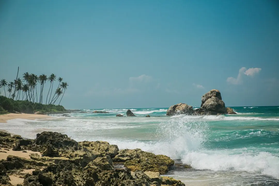 Intrepid_Travel-sri-lanka_beach_palm-trees_3.webp