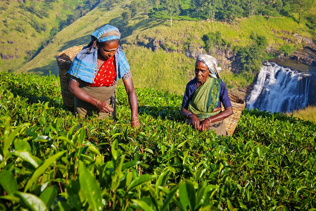 sri-lanka-tea-women-farm.webp