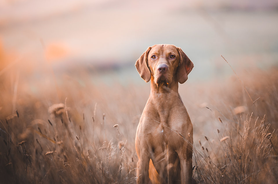 AdobeStock_127380053.jpeg