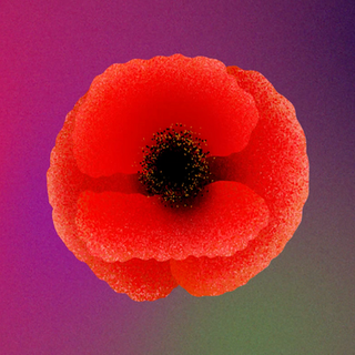 Adela Lujza Lučenič - Carpere Flores