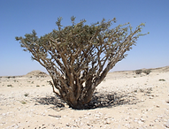 Boswellia Sacra - Frankincense
