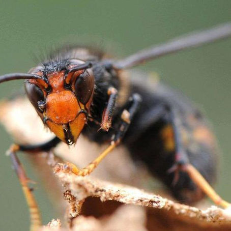 NID PRIMAIRE DE FRELONS ASIATIQUES