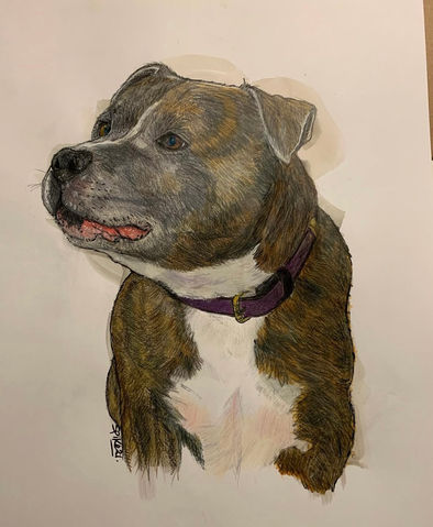 Realistic drawing of brindle dog's head, purple collar. Pet Portraits.