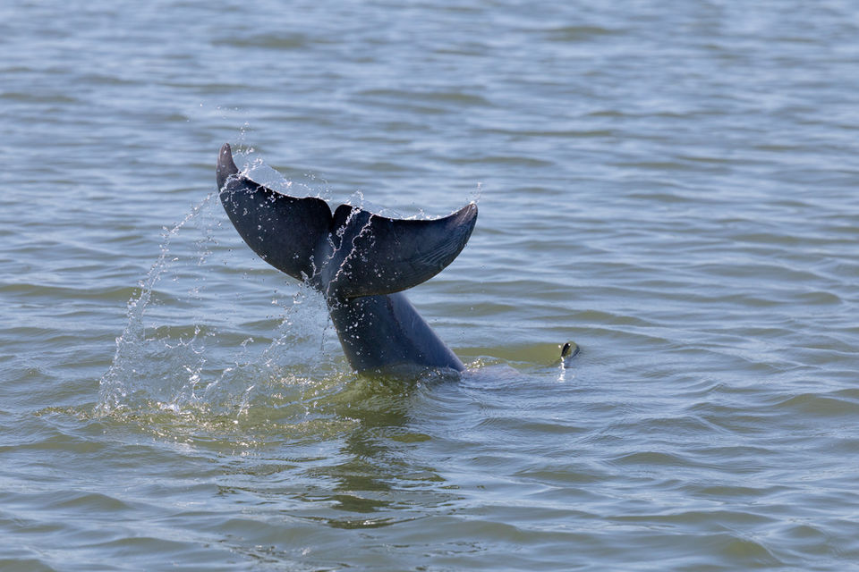 Bottlenose dolphin in Savannah GA