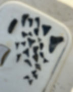 Shark Teeth & Fossil Hunting