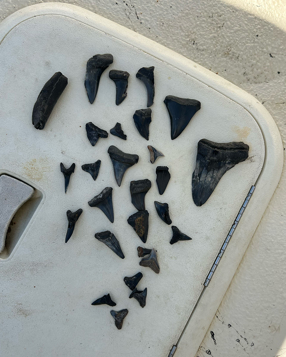 Shark Teeth & Fossil Hunting