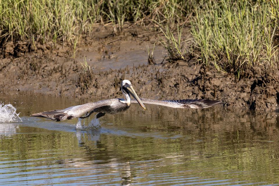 Pelican in Savannah, GA