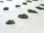 Sorting and classification of Emeralds by Jeevan Ratna