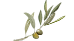 olive_edited.png