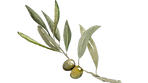 olive.png